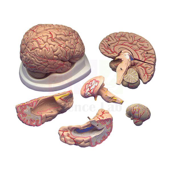 Human Brain with Arteries Model-1
